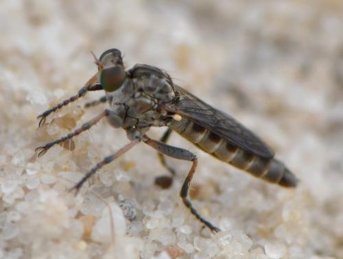 Réf. 285 601 : Stichopogon sp.